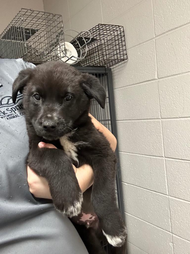Enlarge Stuffing, a Adoptable mixed breed in Rock Springs, WY image 1/2
