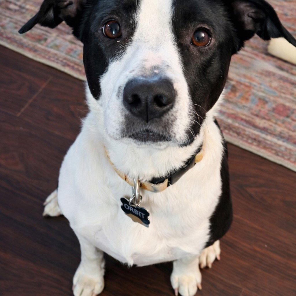 Orbit, a Adoptable mixed breed in Laramie, WY image 2/4
