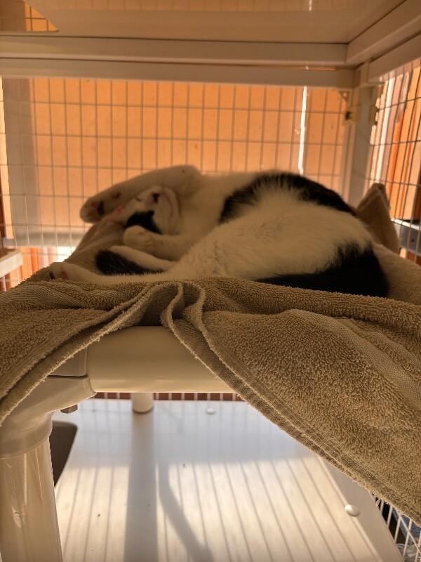 Harvey (Dent), Adoptable, Young Male Domestic Short Hair.