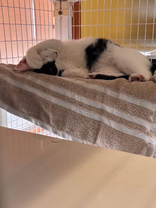 Enlarge Harvey (Dent), a Adoptable Domestic Short Hair in Cortland, NY image 2/2