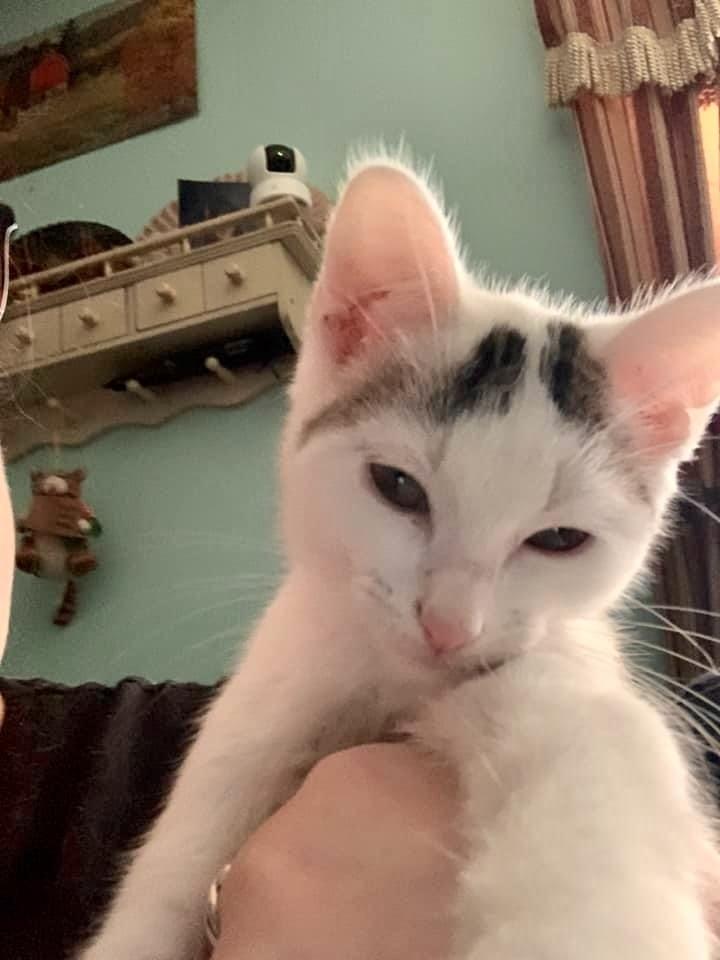 Charon SB, a Adoptable Domestic Short Hair in Greenville, SC image 2/2