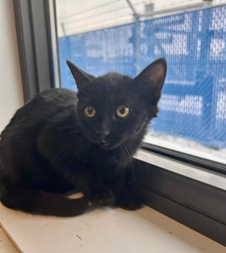 Shein, Adoptable, Young Female Domestic Short Hair.