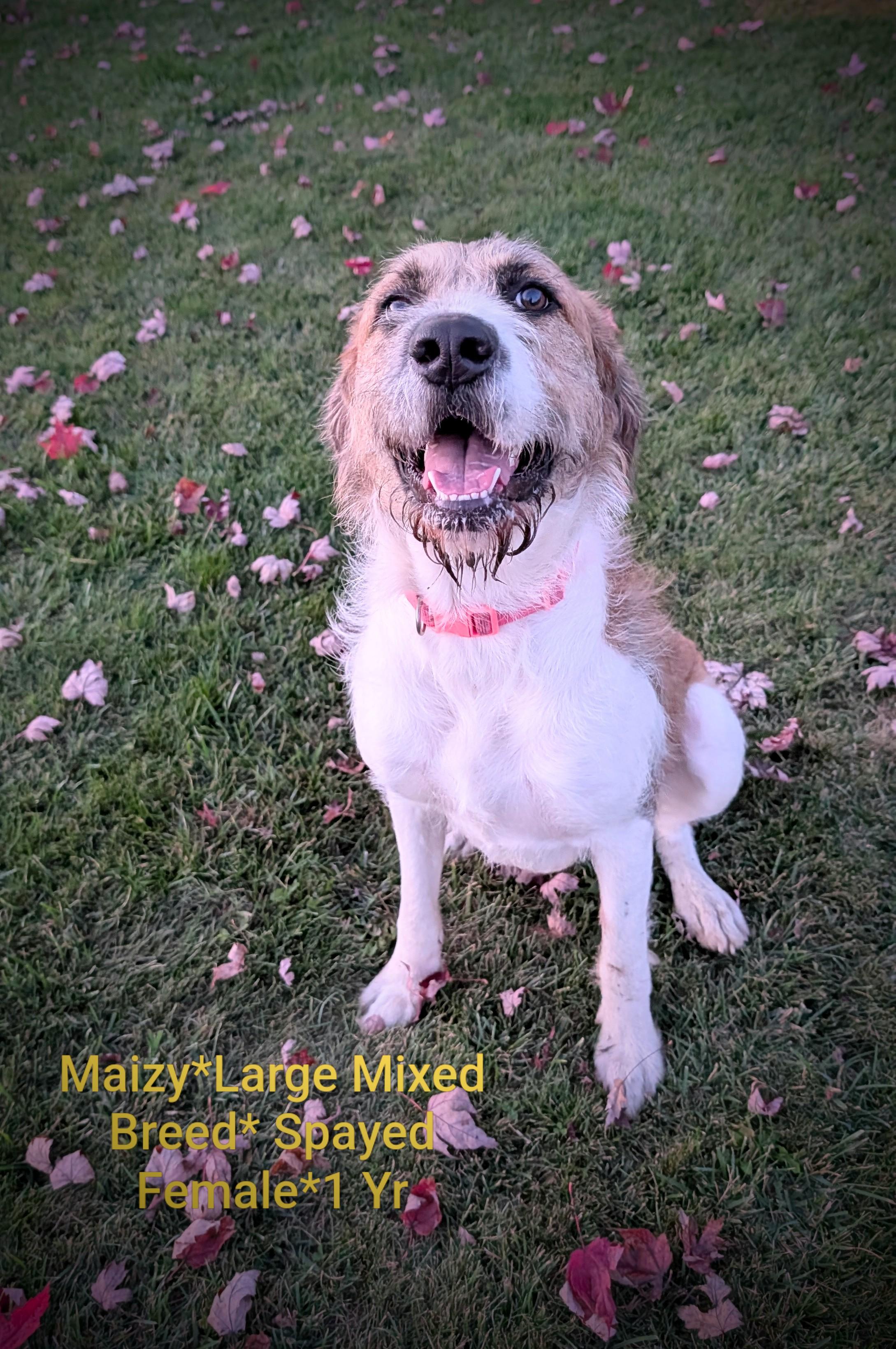 Maizy, Adoptable, Adult Female Mixed Breed.