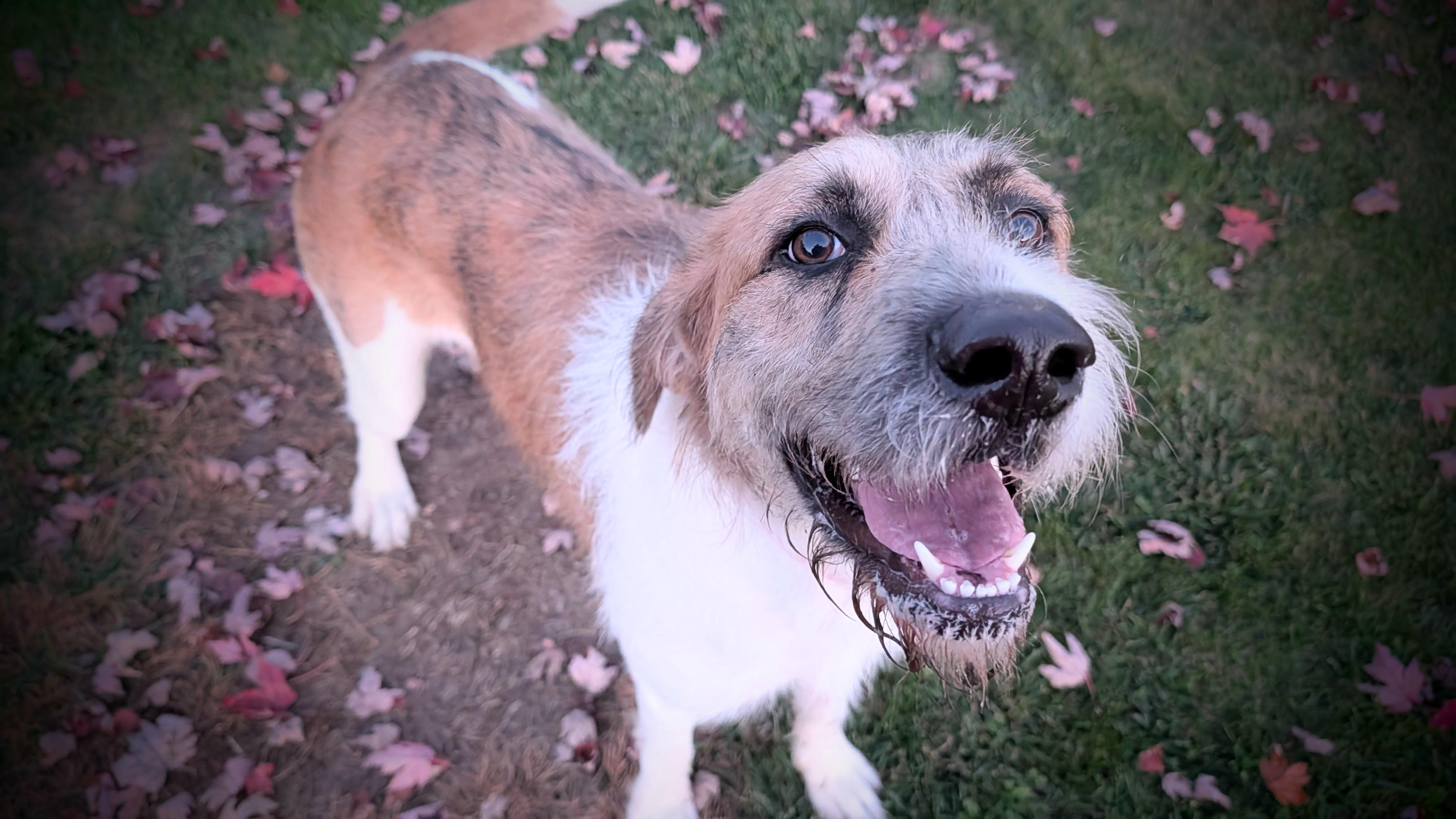 Enlarge Maizy, a Adoptable Mixed Breed in Mauston, WI image 2/2