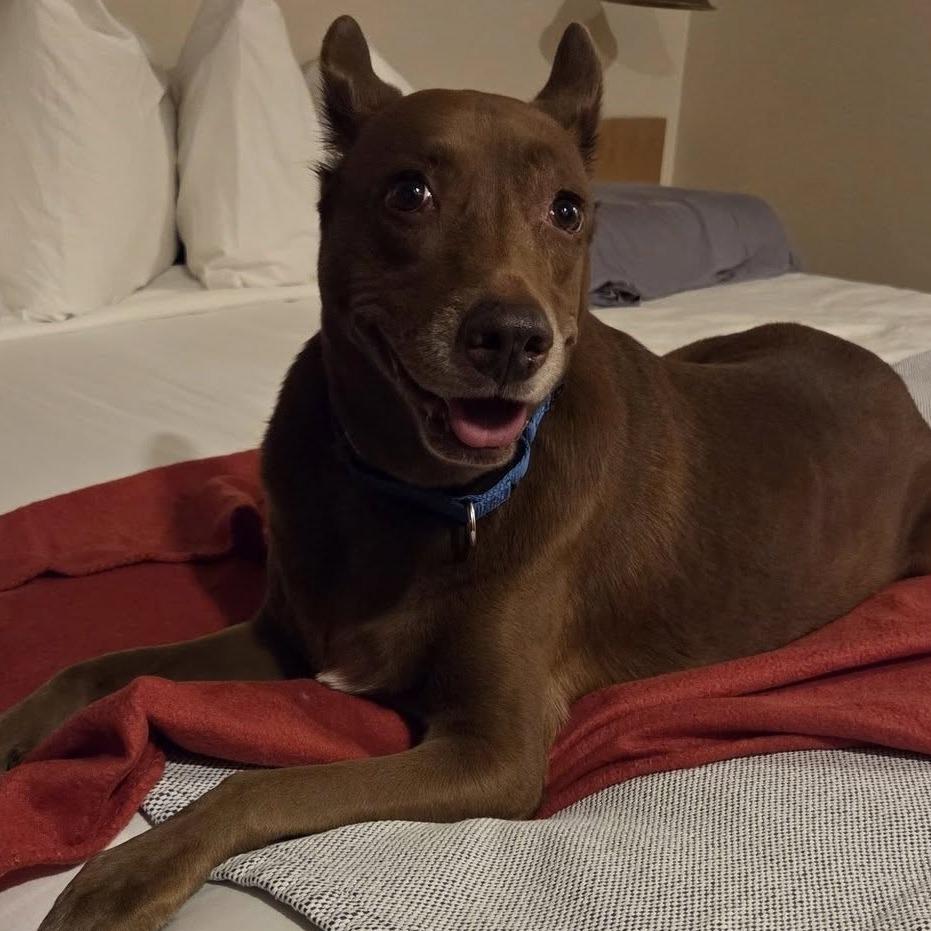 Chai, Adoptable, Senior Female Shepherd.