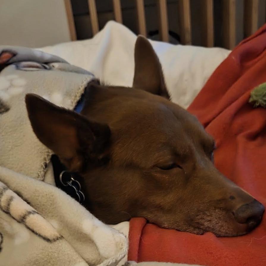 Chai, a Adoptable mixed breed in Long Beach, CA image 2/6