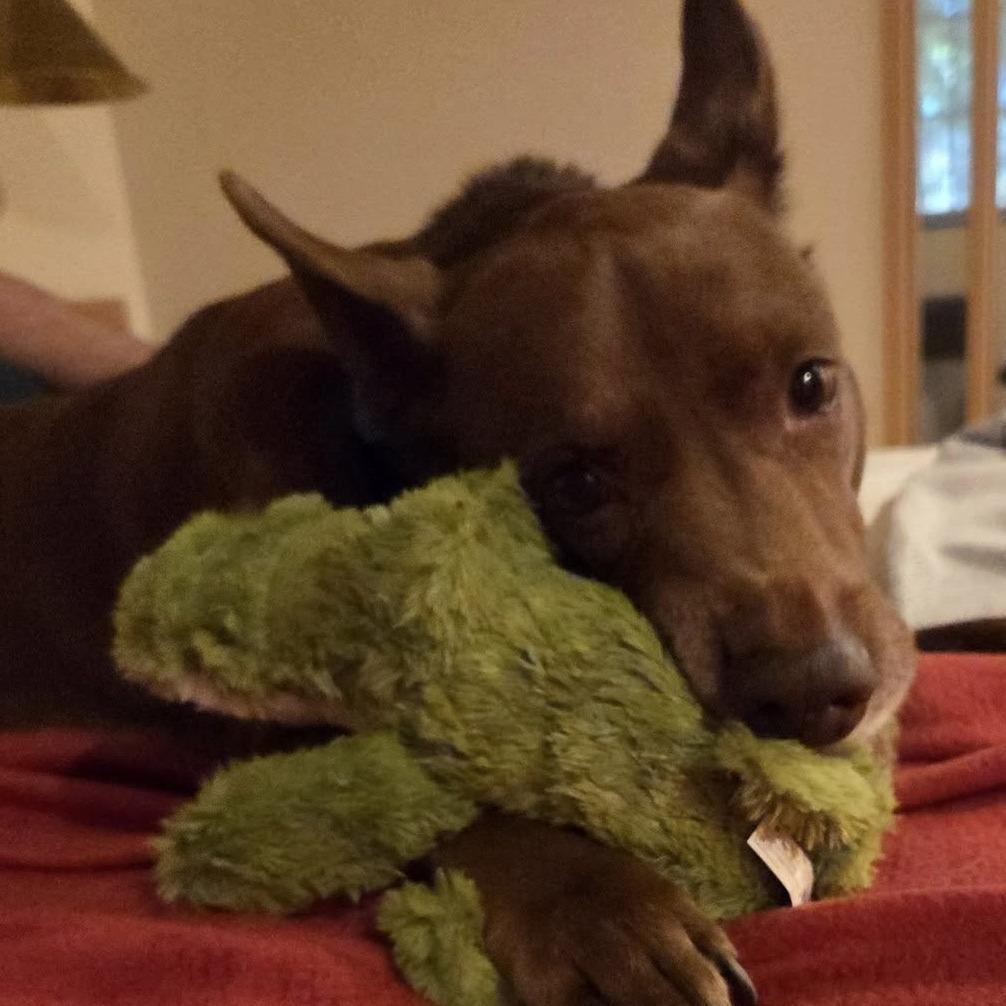 Chai, a Adoptable mixed breed in Long Beach, CA image 3/6