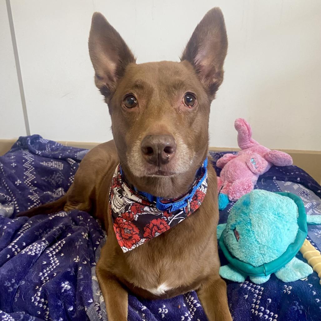 Chai, a Adoptable mixed breed in Long Beach, CA image 4/6