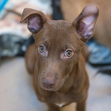 Chai, a Adoptable mixed breed in Long Beach, CA image 5/6