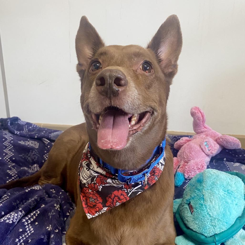 Chai, a Adoptable mixed breed in Long Beach, CA image 6/6