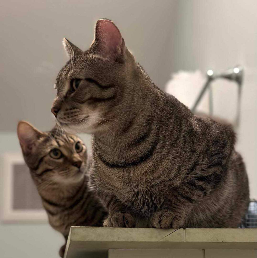 Lionel (Aramis) and Linus, a Adoptable Domestic Short Hair in North Myrtle Beach, SC image 2/4