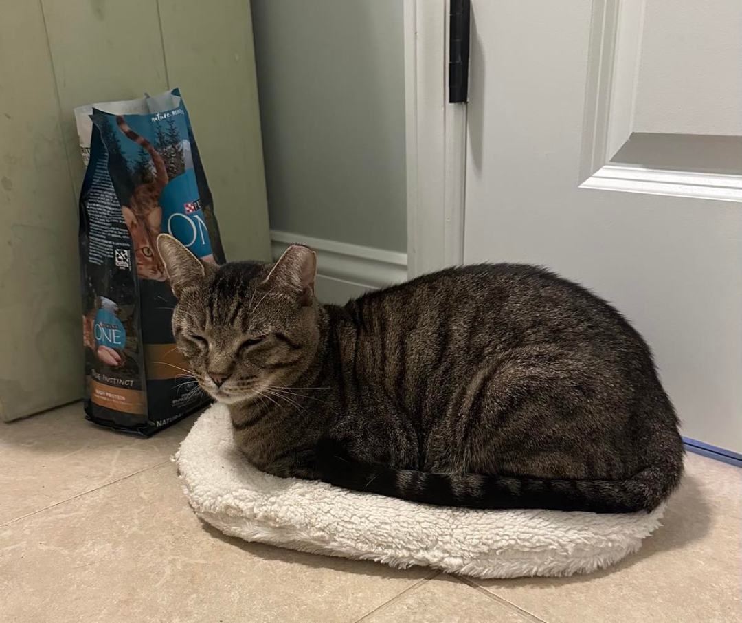 Lionel (Aramis) and Linus, a Adoptable Domestic Short Hair in North Myrtle Beach, SC image 3/4