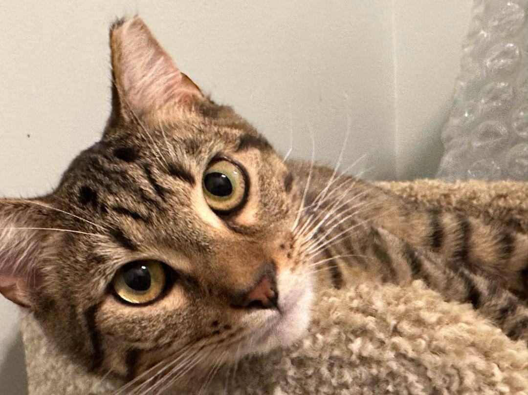 Lionel (Aramis) and Linus, a Adoptable Domestic Short Hair in North Myrtle Beach, SC image 4/4