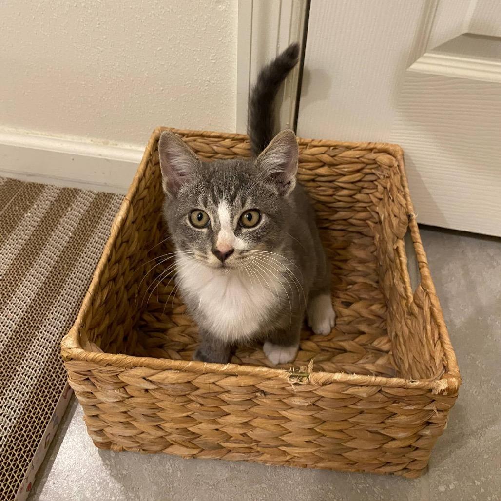 Softy, Adoptable, Kitten Male Domestic Short Hair.