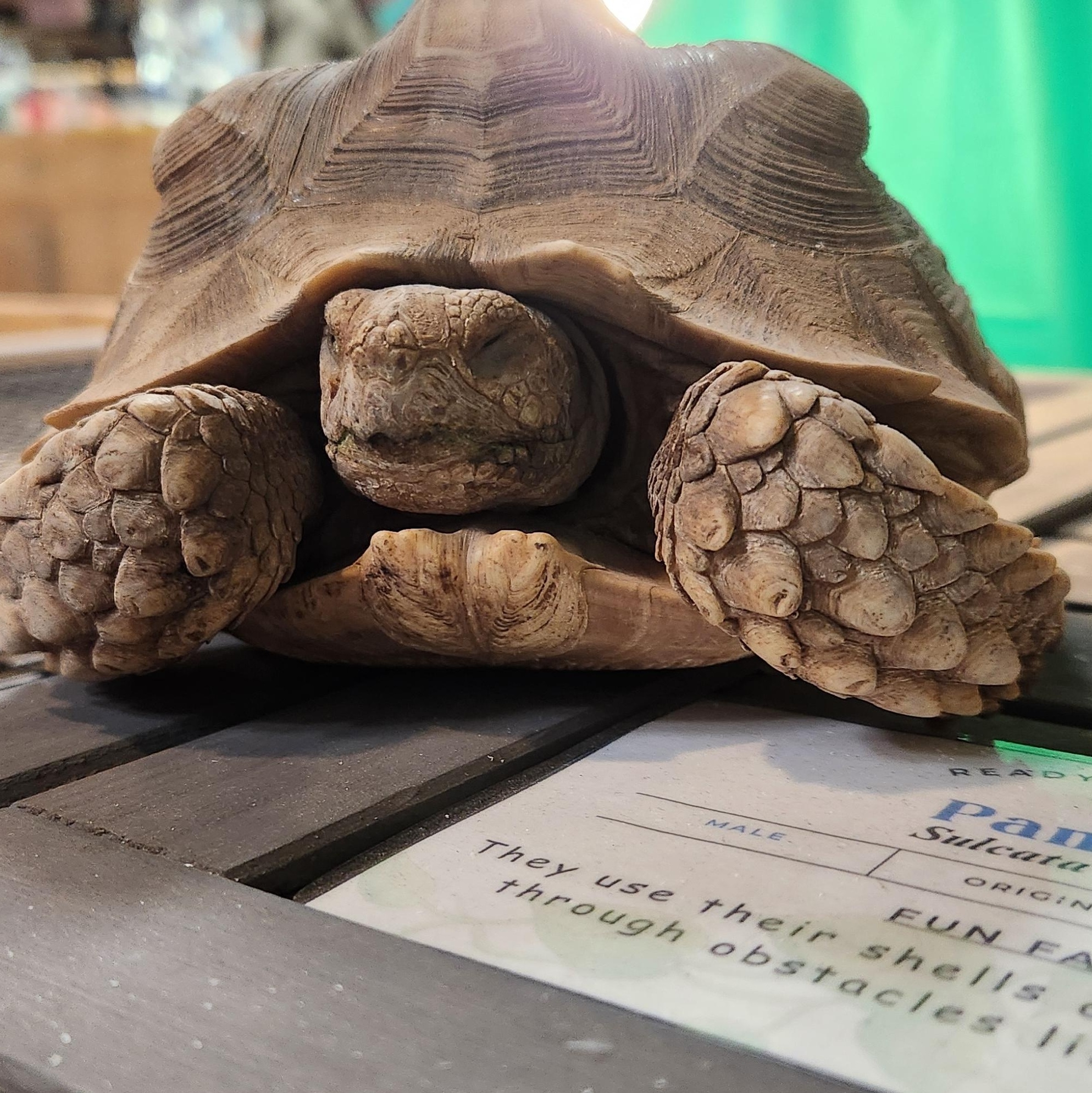 Chanel, ADOPTABLE, Young Female Sulcata.