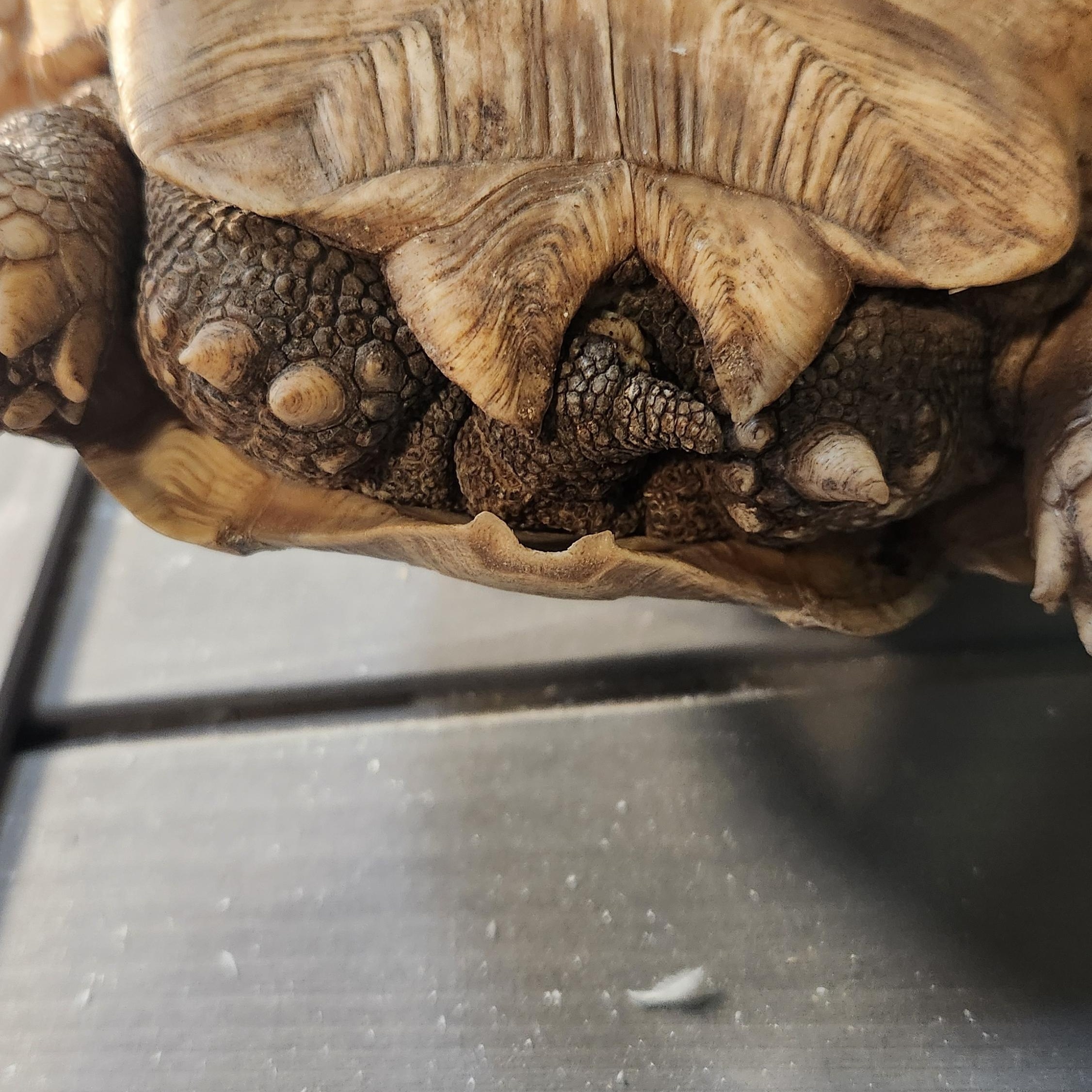 Chanel, a ADOPTABLE Sulcata in Amarillo, TX image 5/5