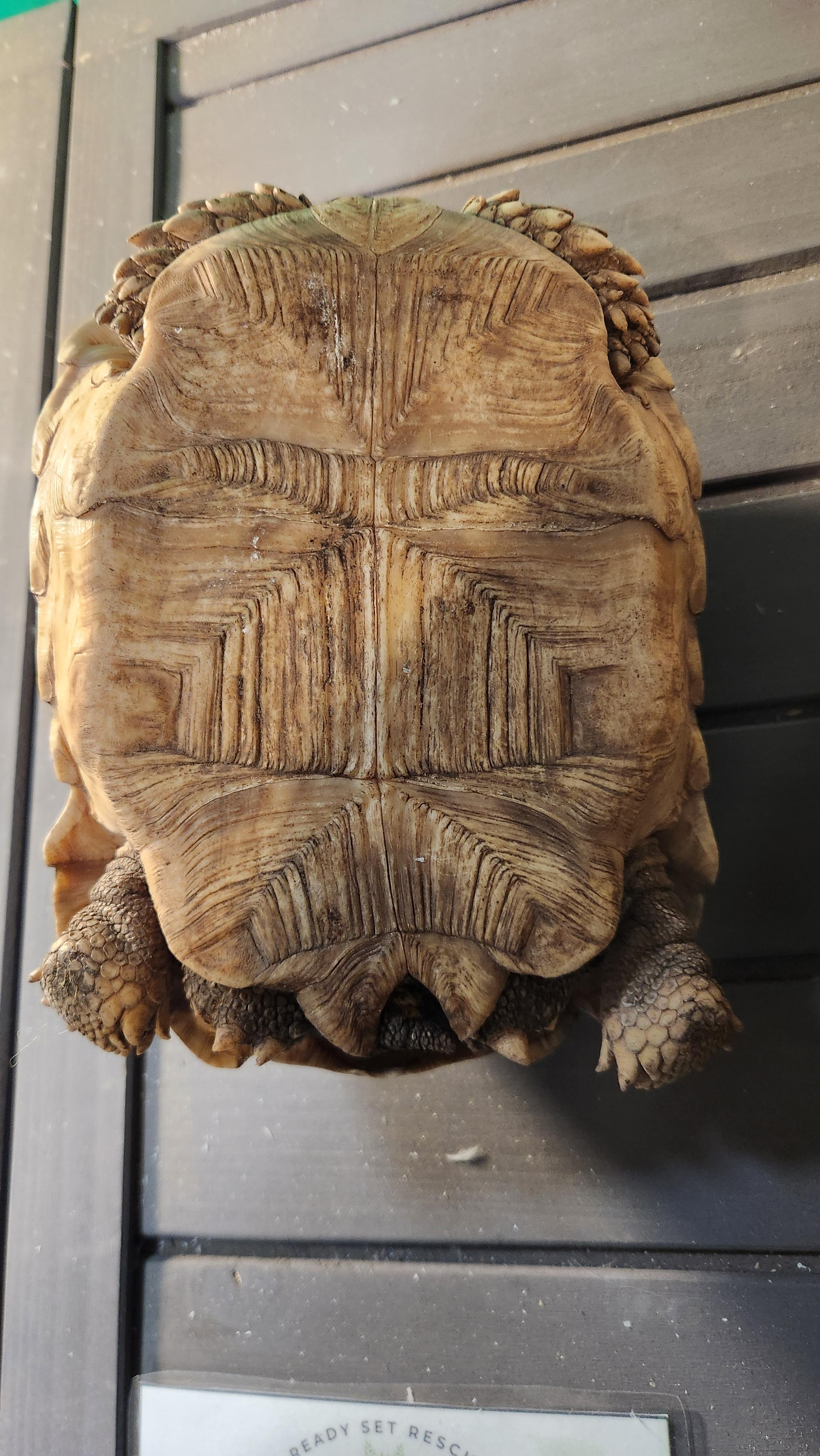 Chanel, a ADOPTABLE Sulcata in Amarillo, TX image 3/5