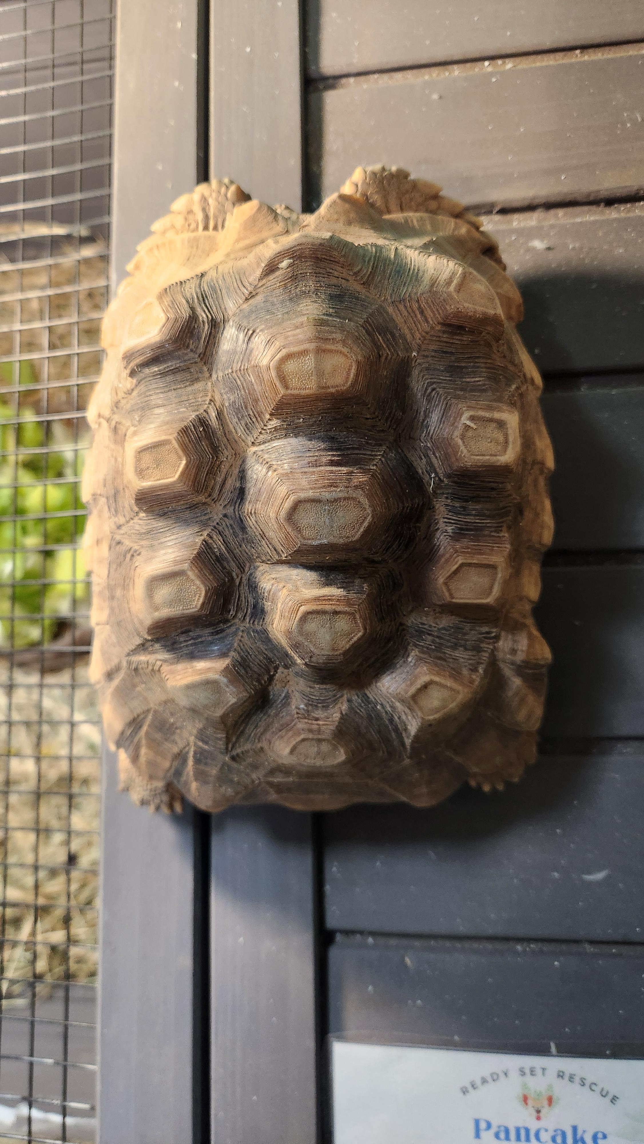 Chanel, a ADOPTABLE Sulcata in Amarillo, TX image 4/5
