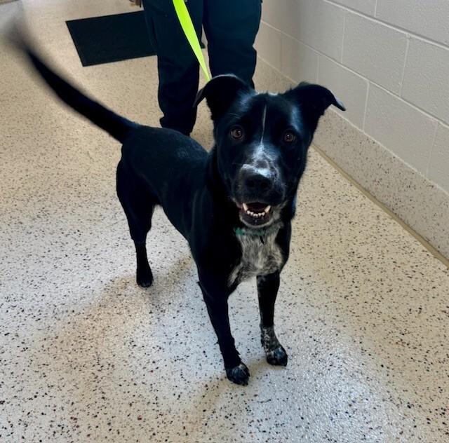 Enlarge Adventure Time, a Adoptable mixed breed in Providence Forge, VA image 1/1