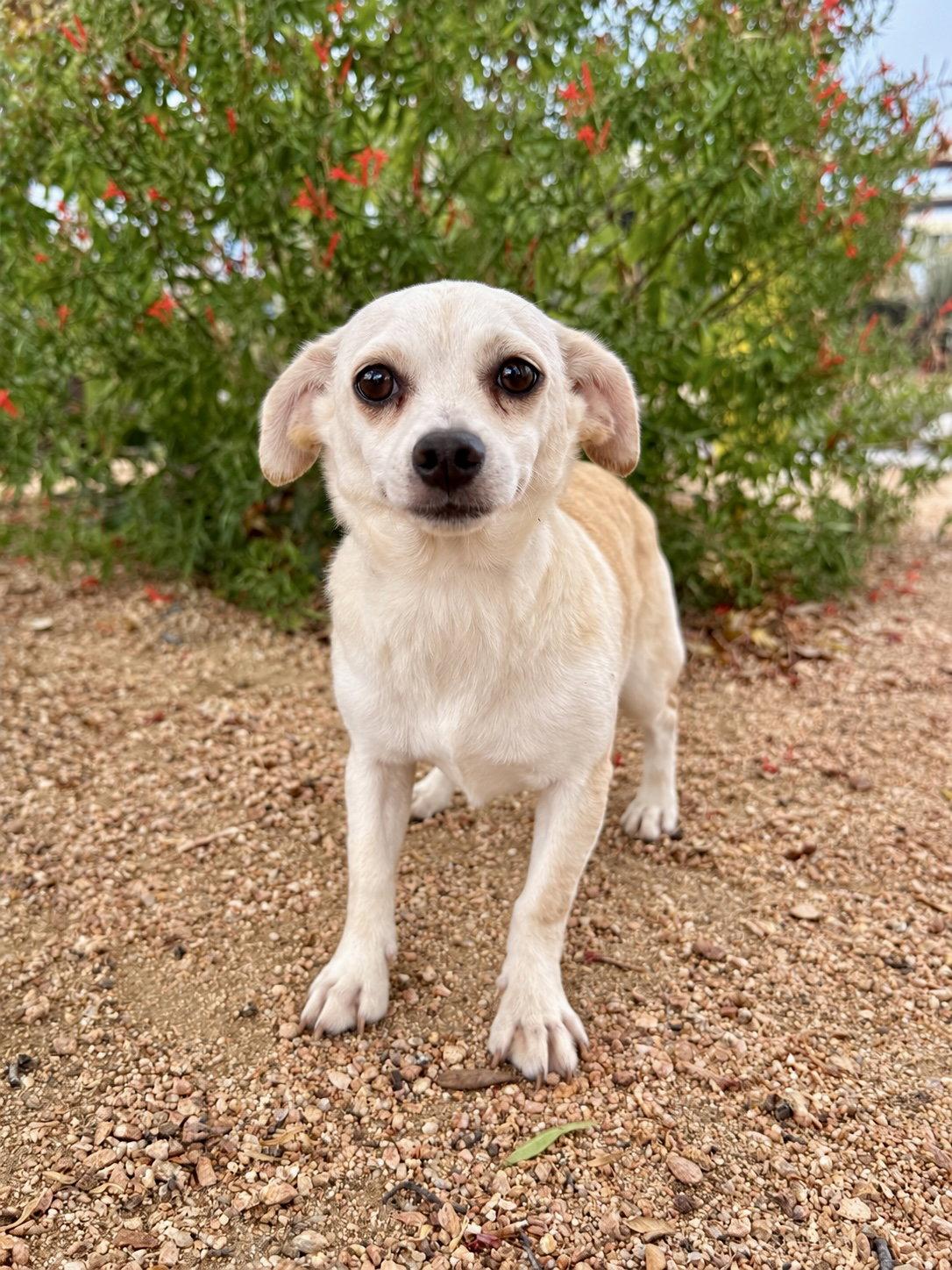 Enlarge Matilda, a Adoptable mixed breed in Helotes, TX image 1/3