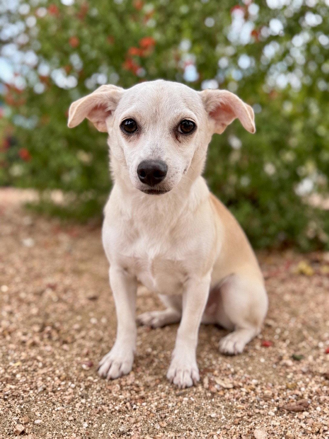 Enlarge Matilda, a Adoptable mixed breed in Helotes, TX image 2/3
