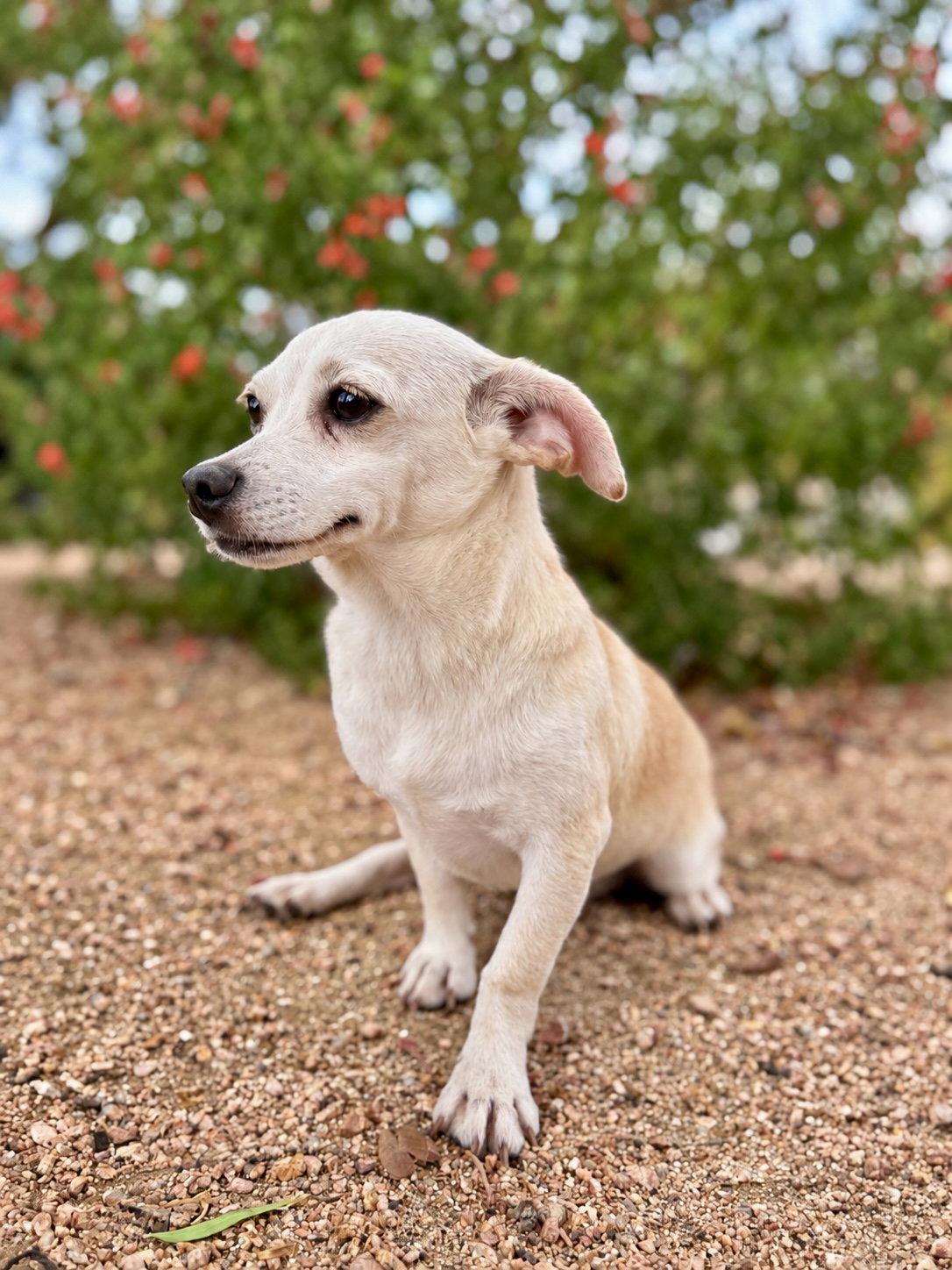 Enlarge Matilda, a Adoptable mixed breed in Helotes, TX image 3/3