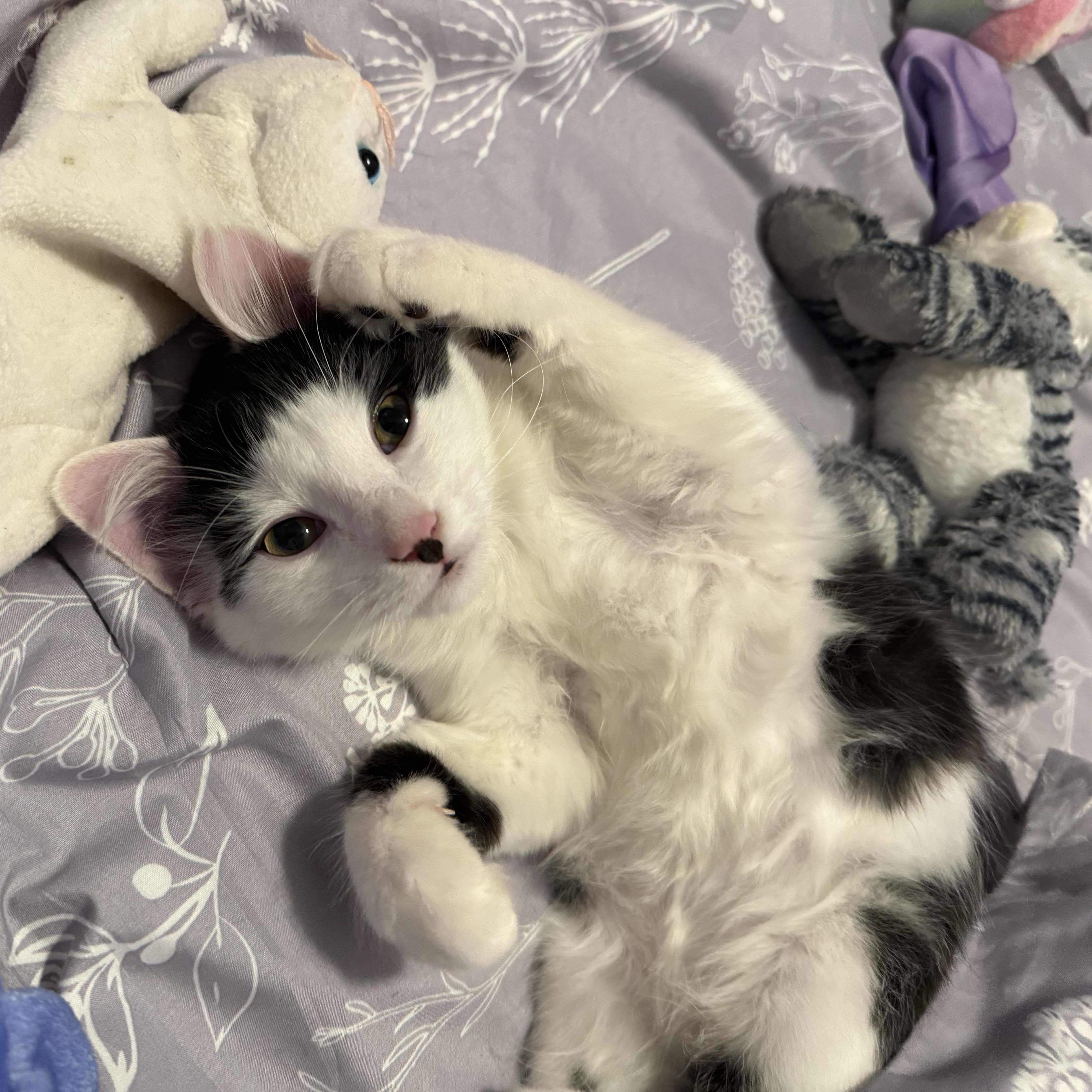 Shang, Adopted, Kitten Male Manx & Domestic Long Hair.