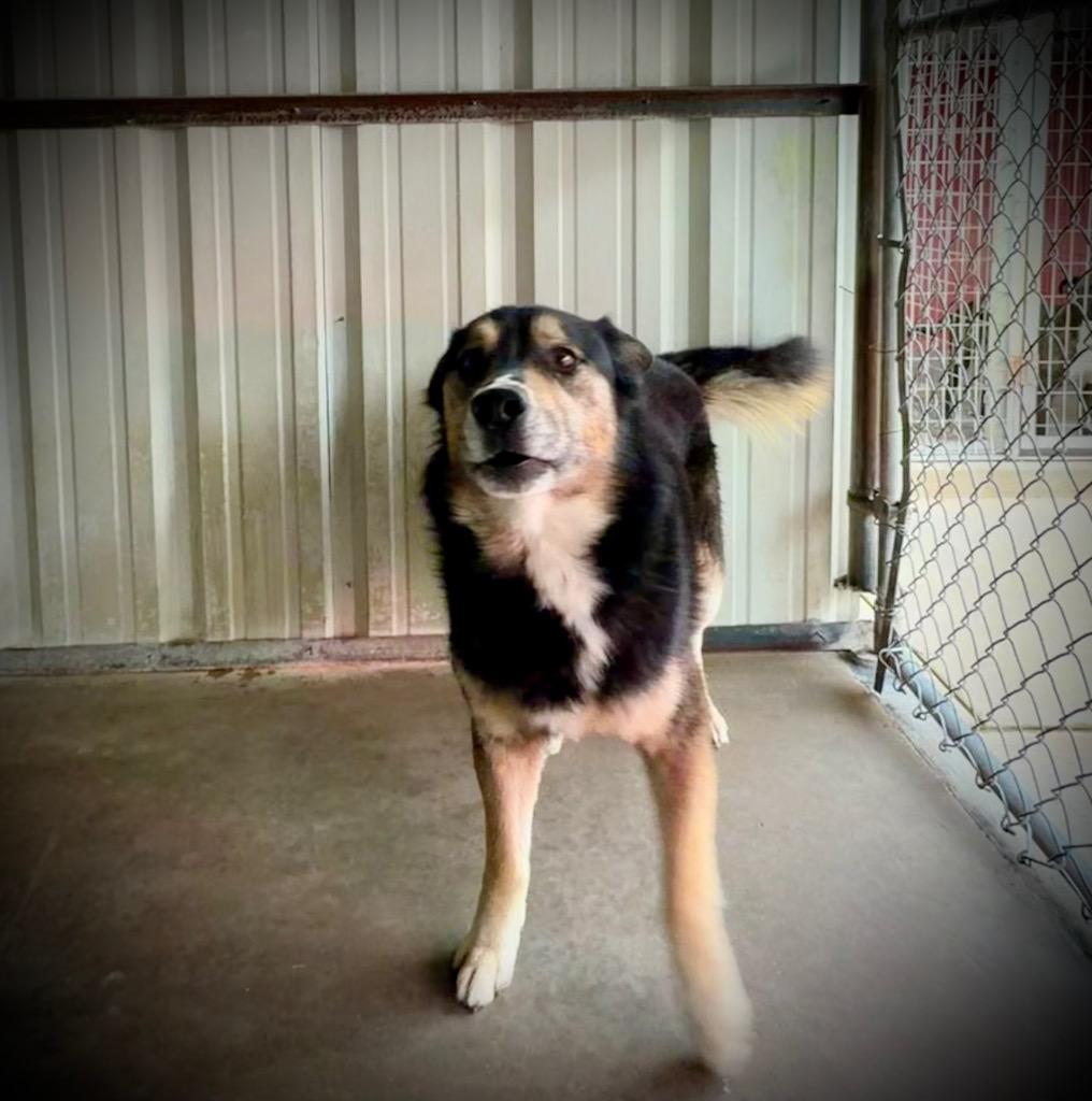 Enlarge Max, a Adoptable mixed breed in Ada, OK image 1/6