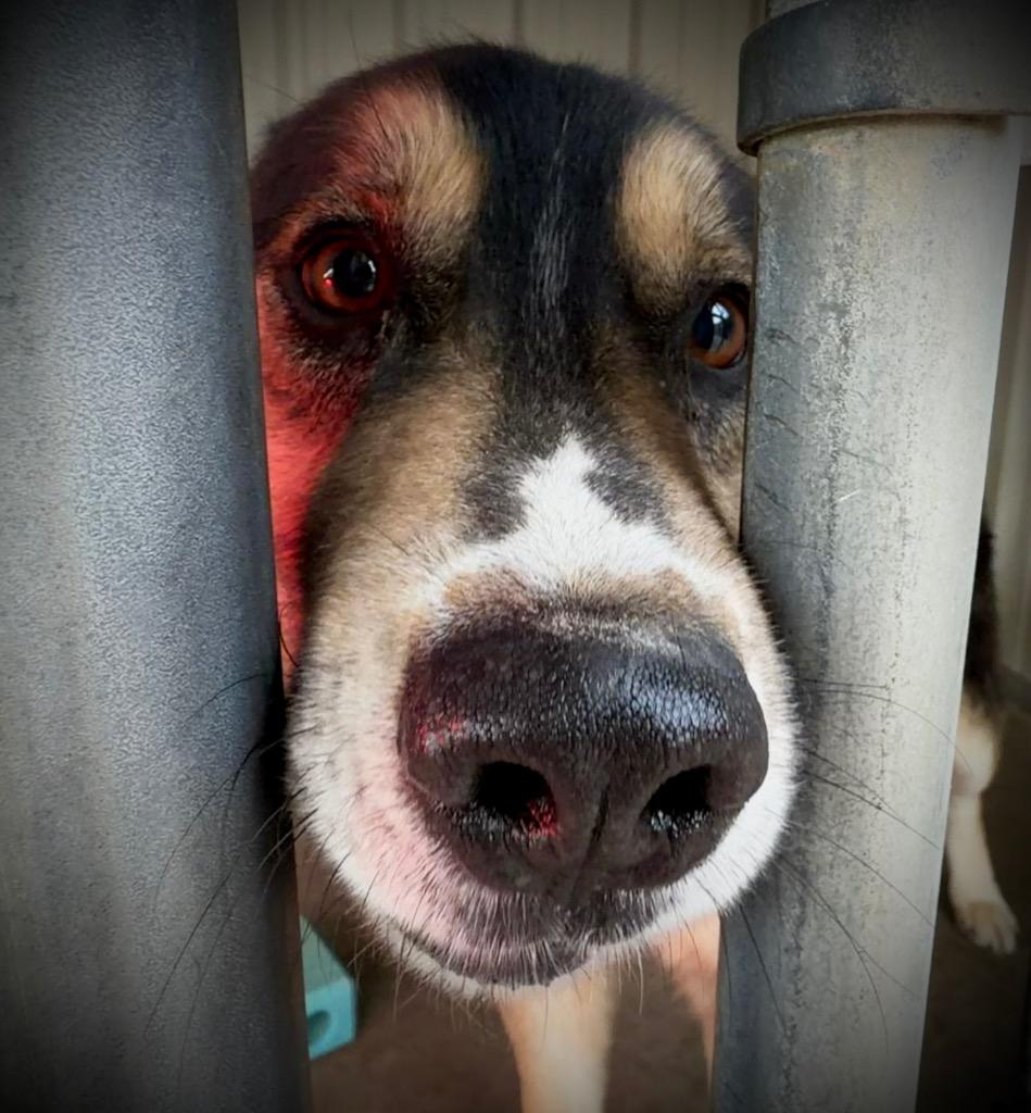 Enlarge Max, a Adoptable mixed breed in Ada, OK image 2/6