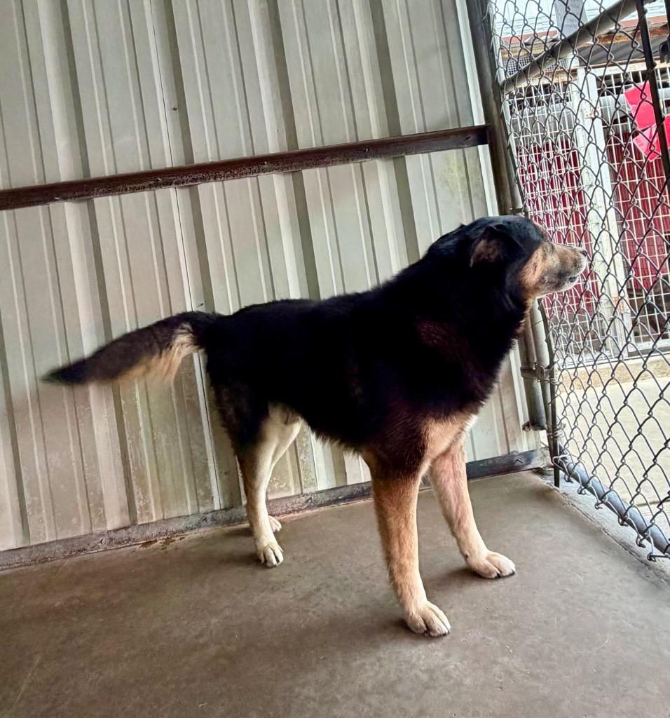 Enlarge Max, a Adoptable mixed breed in Ada, OK image 3/6