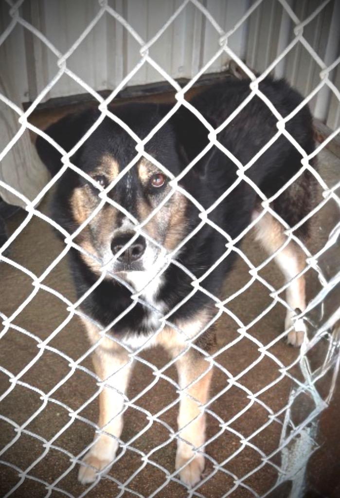 Enlarge Max, a Adoptable mixed breed in Ada, OK image 4/6