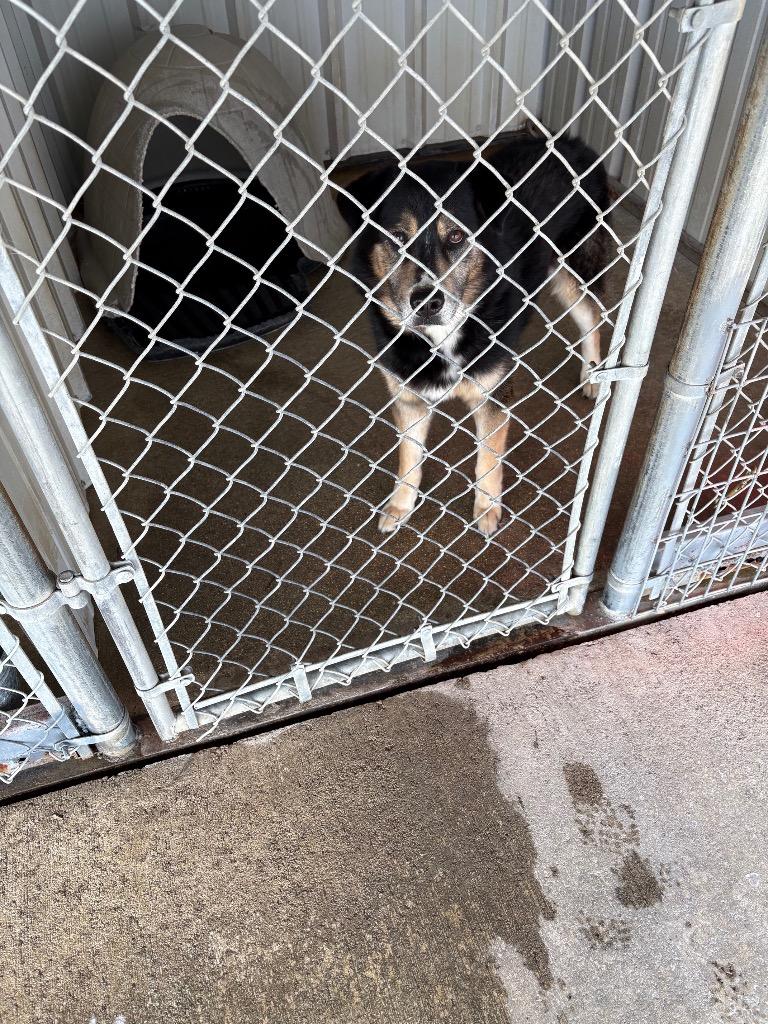 Enlarge Max, a Adoptable mixed breed in Ada, OK image 1/1