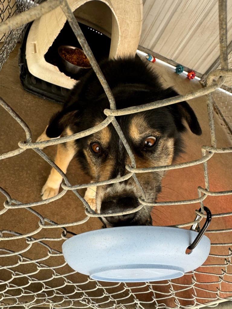 Enlarge Max, a Adoptable mixed breed in Ada, OK image 5/6