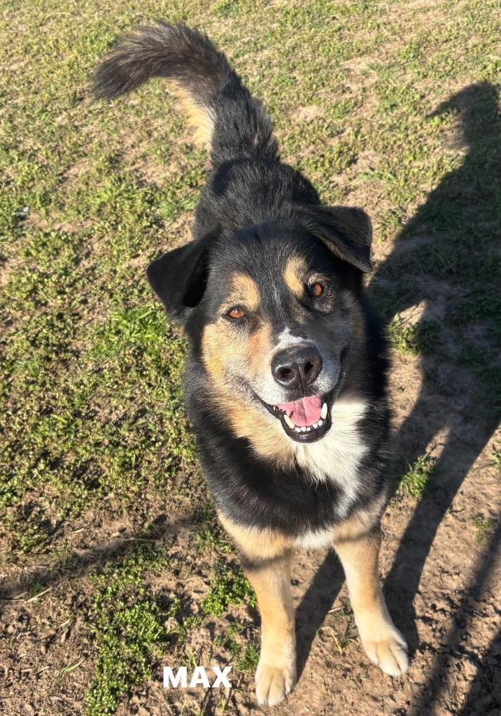 Enlarge Max, a Adoptable mixed breed in Ada, OK image 6/6