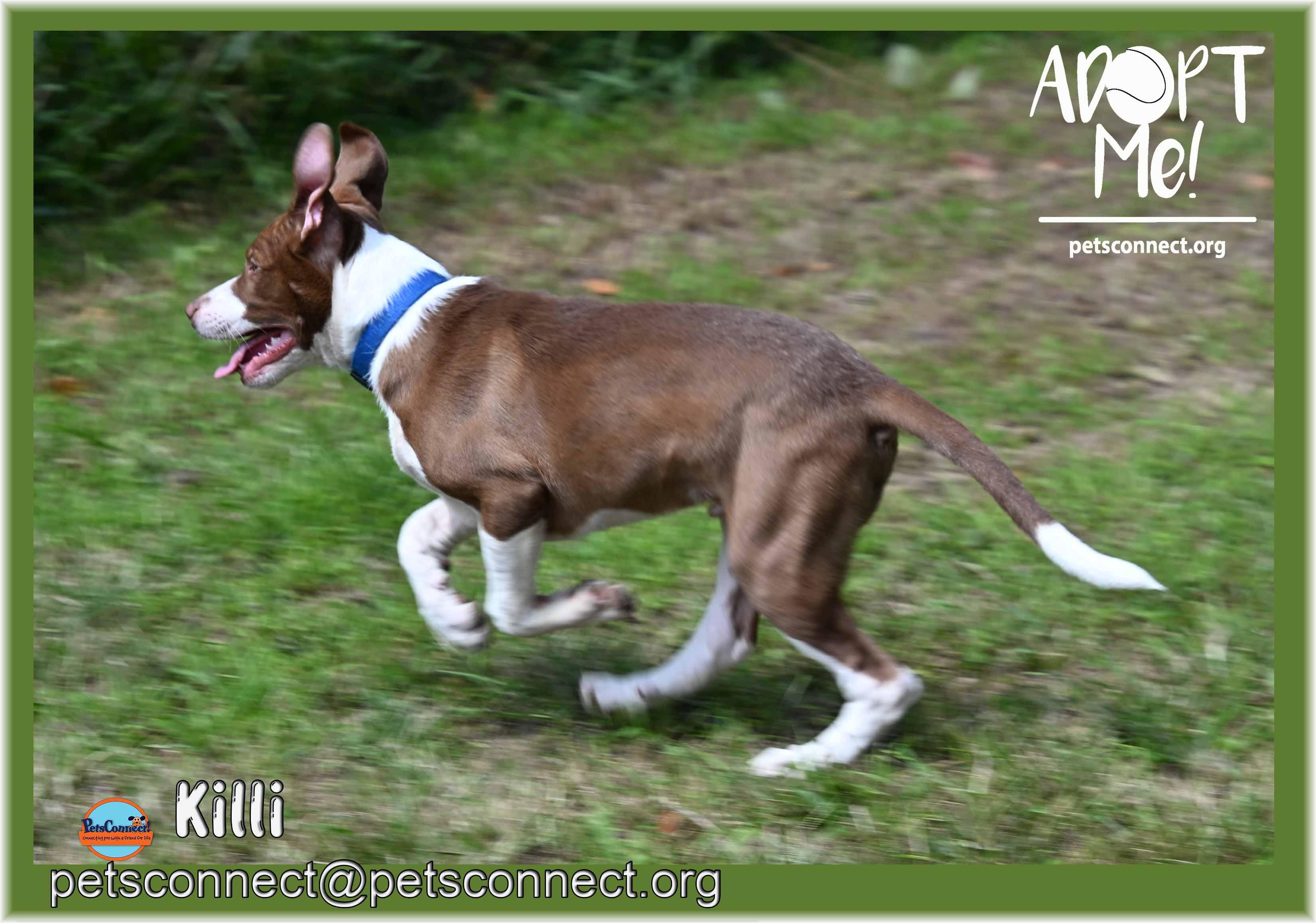 Enlarge Killi (Keylee), a ADOPTABLE mixed breed in South Bend, IN image 3/6