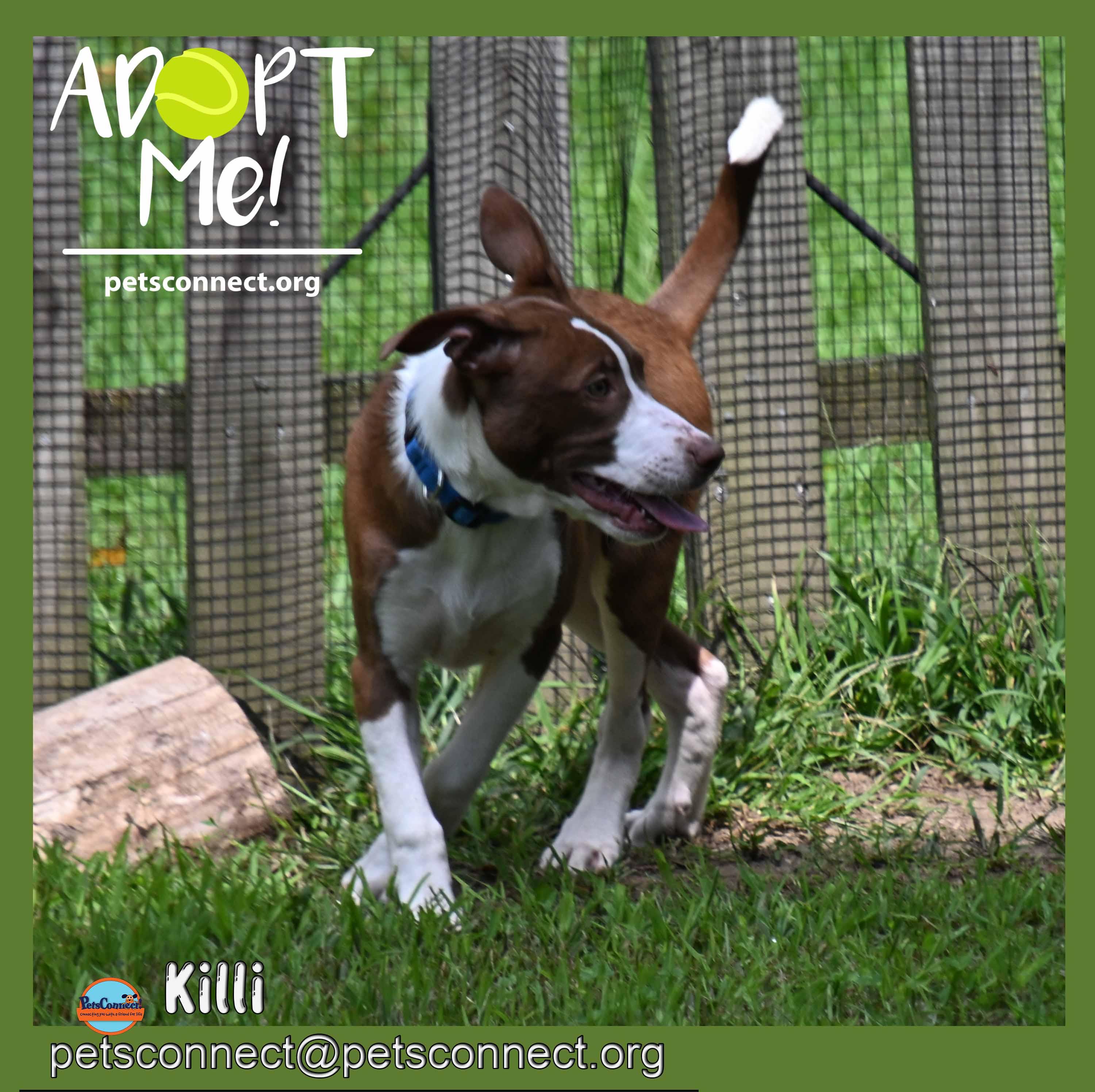 Enlarge Killi (Keylee), a ADOPTABLE mixed breed in South Bend, IN image 5/6