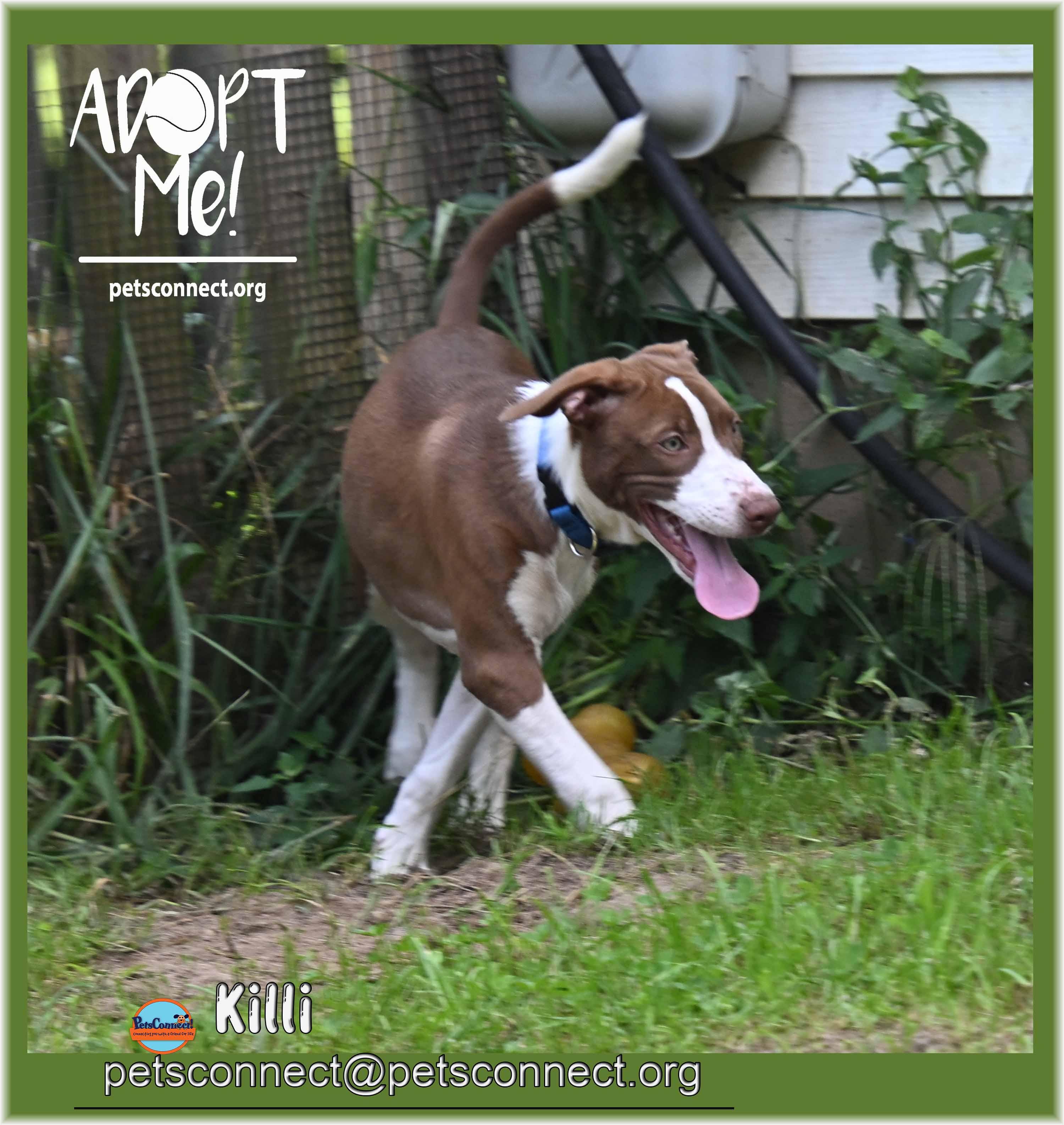 Enlarge Killi (Keylee), a ADOPTABLE mixed breed in South Bend, IN image 2/6