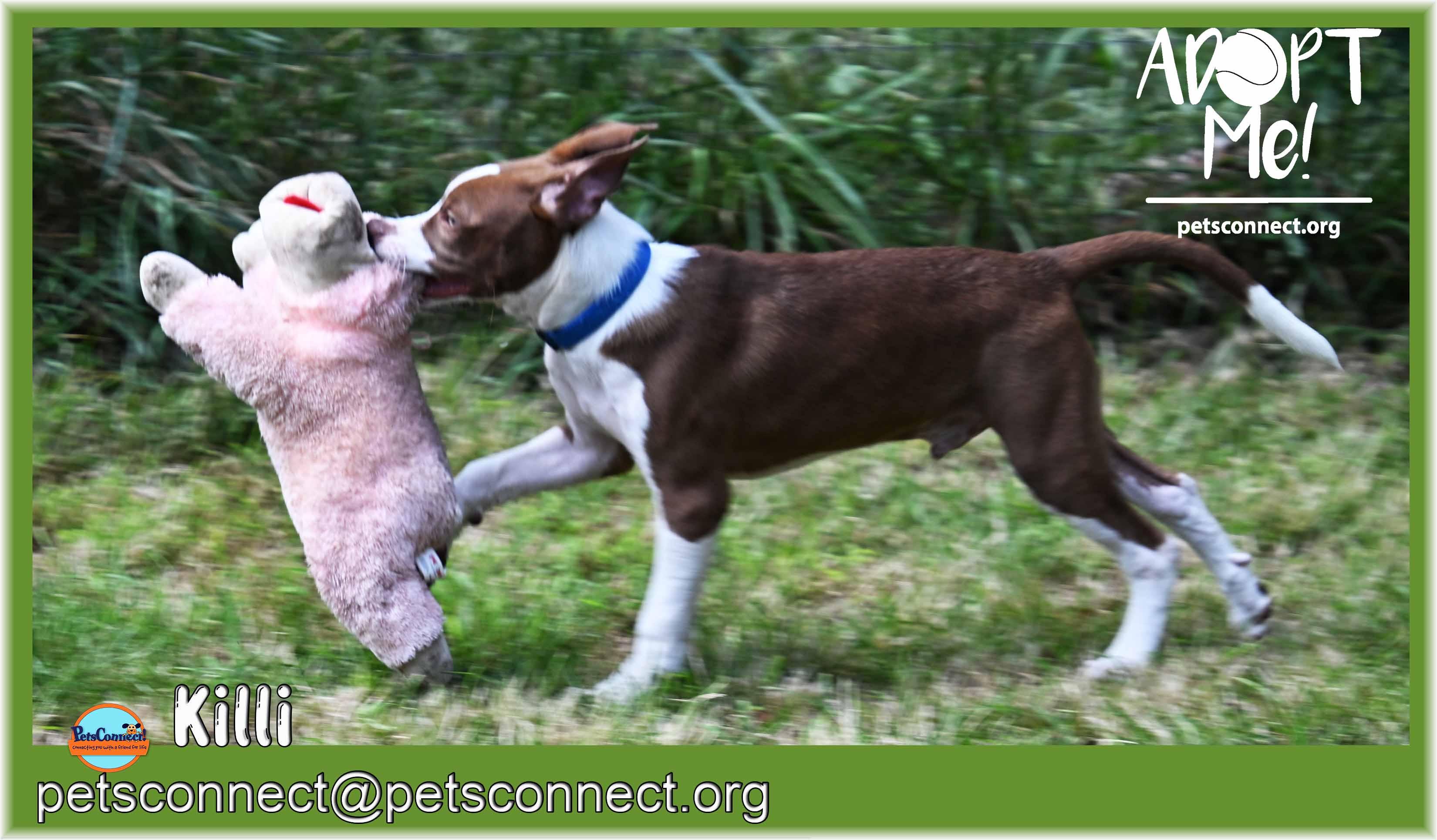 Enlarge Killi (Keylee), a ADOPTABLE mixed breed in South Bend, IN image 4/6