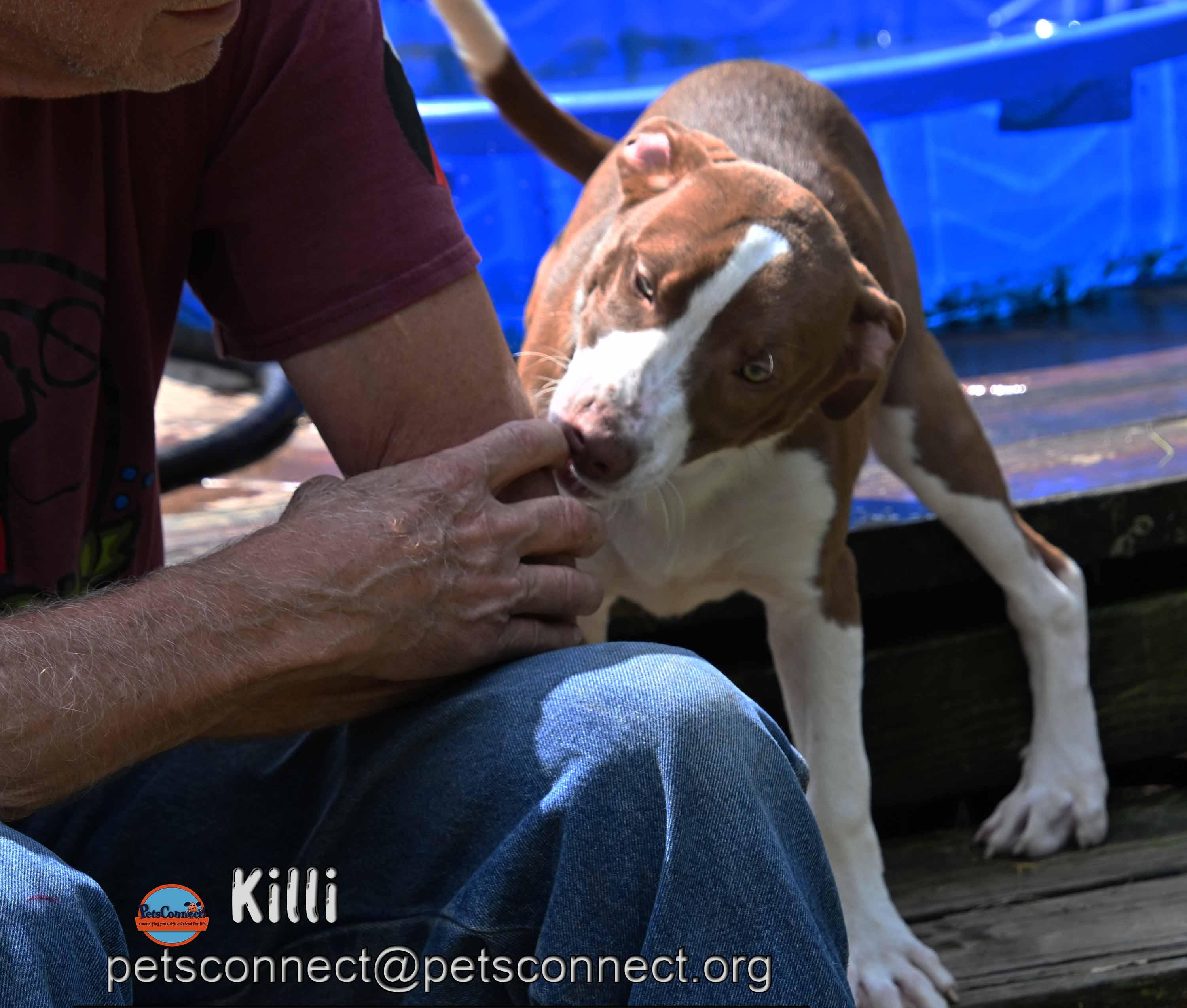 Enlarge Killi (Keylee), a ADOPTABLE mixed breed in South Bend, IN image 6/6
