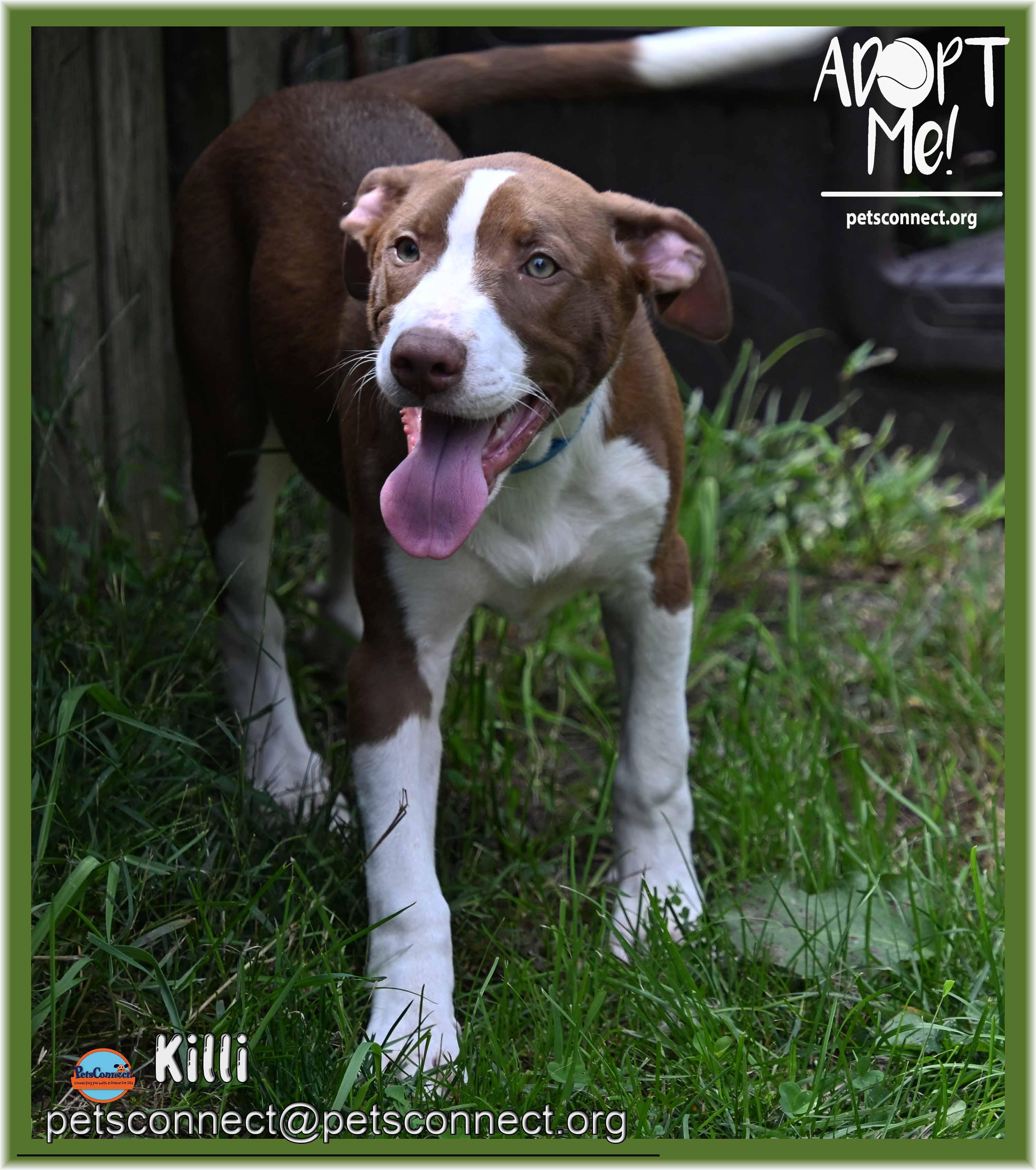 Killi (Keylee), ADOPTABLE, Puppy Male Labrador Retriever & Border Collie.