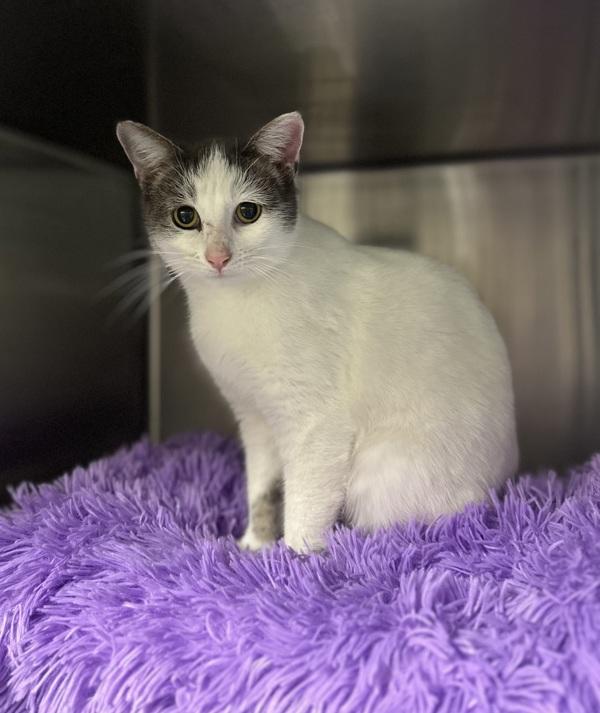 Stootsy Spootsy, a Adoptable mixed breed in Richmond, VA image 1/3