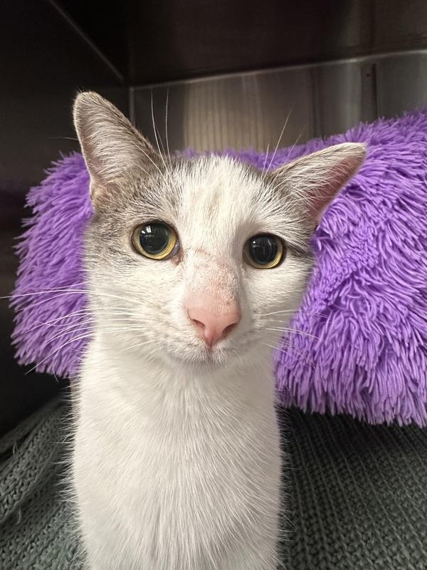 Stootsy Spootsy, a Adoptable mixed breed in Richmond, VA image 3/3