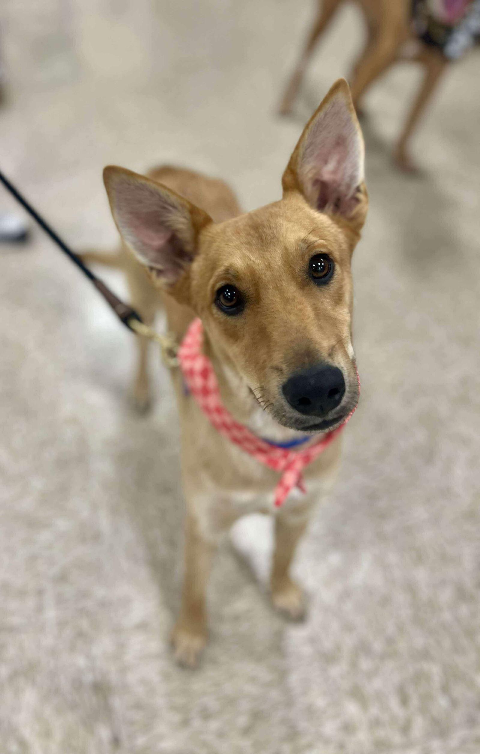 Carnelian, Adoptable, Young Male Shepherd.