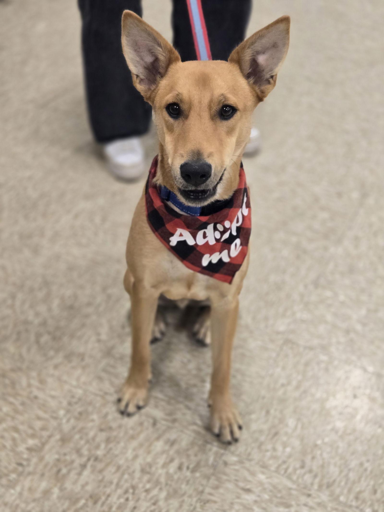 Carnelian, a Adoptable Shepherd in Minneapolis, MN image 2/3