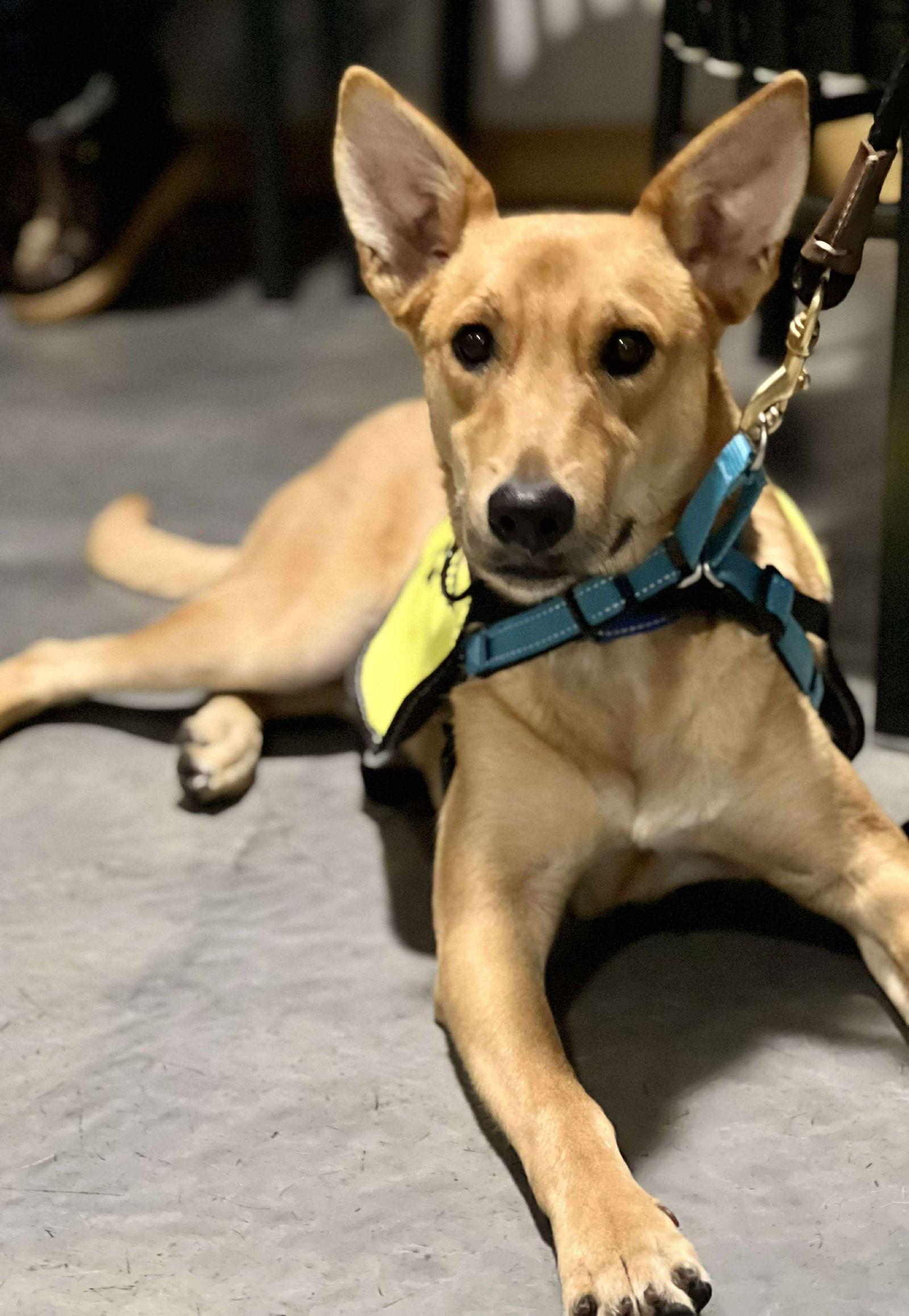 Carnelian, a Adoptable Shepherd in Minneapolis, MN image 3/3