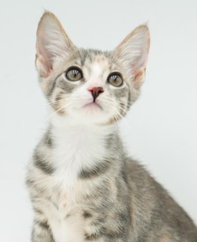 Bristol will WOW u with her beauty and sweetness! Dilute Calico Cat
