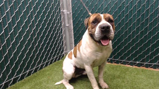 MANOTAS, Adoptable, Adult Male American Staffordshire Terrier & Shar-Pei.