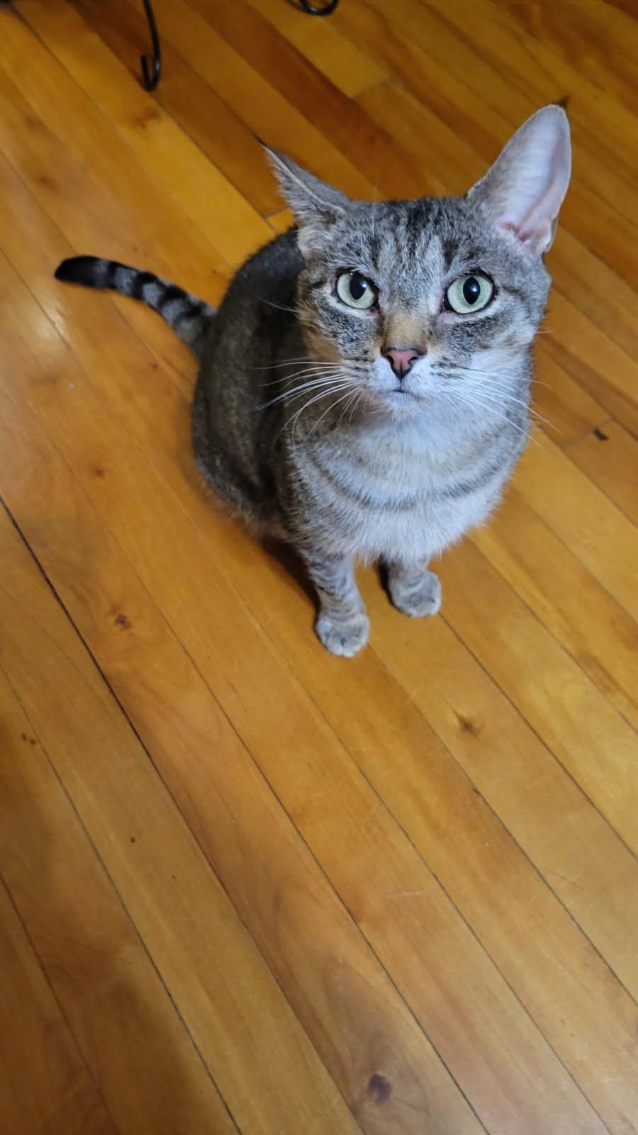 Missy, a Adoptable Domestic Short Hair in Melrose, MA image 4/6