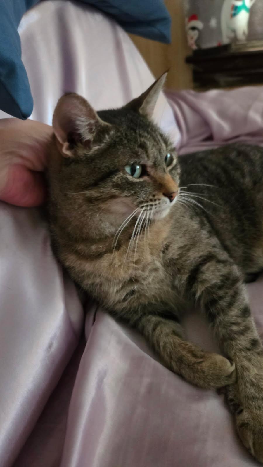 Missy, a Adoptable Domestic Short Hair in Melrose, MA image 5/6