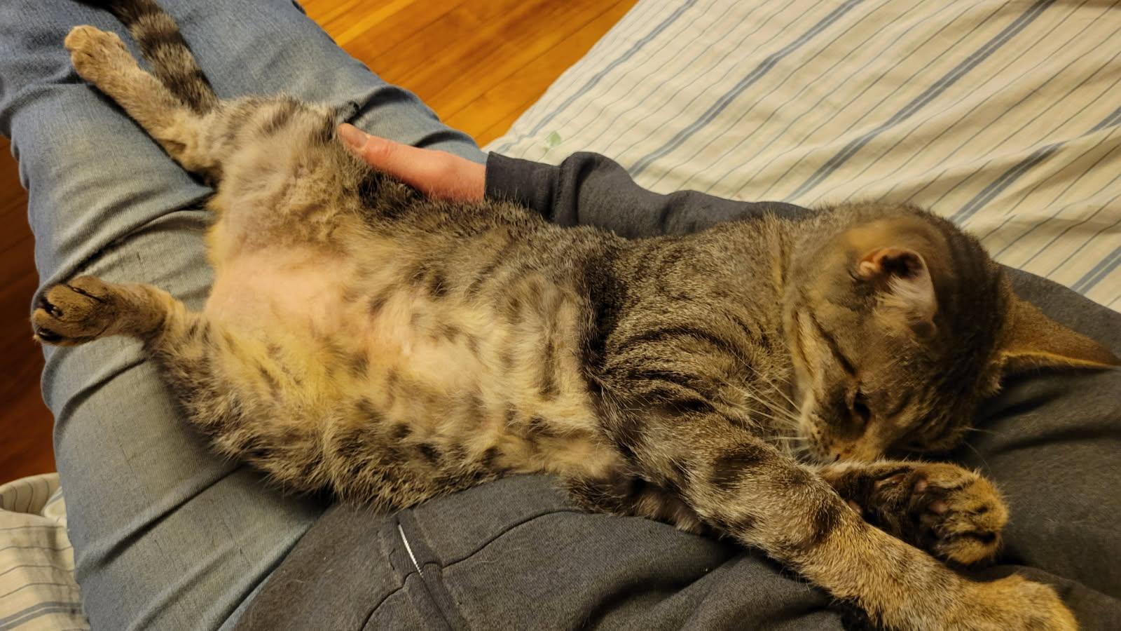 Missy, a Adoptable Domestic Short Hair in Melrose, MA image 1/6